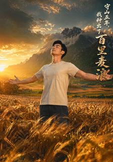 守山五年，我种出了百里麦浪